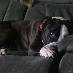 Zuzu