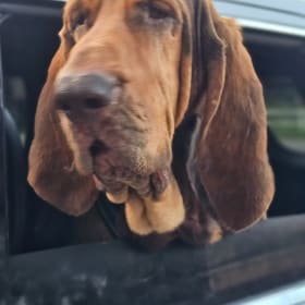 Stella