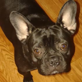 Otis