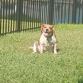 Beau