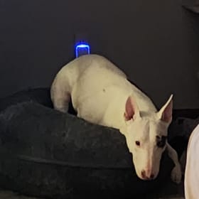 Petunia