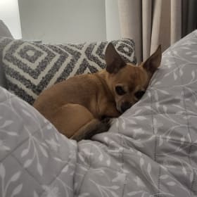 Peanut