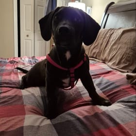 Huckleberry