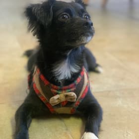 Bodhi