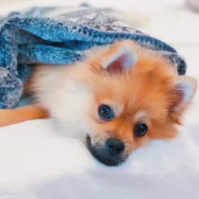 Kobi