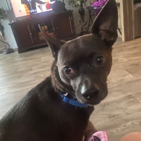 Gizmo