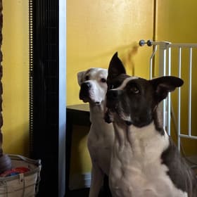 Bugsy and maggie