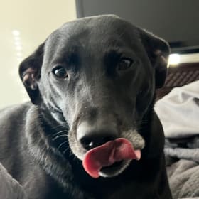 Coal