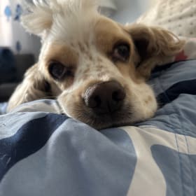 Ranger Roo