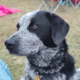 Cooper