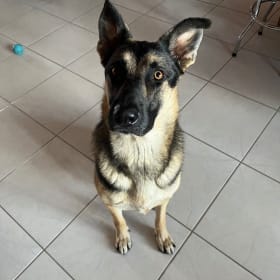 Bruno