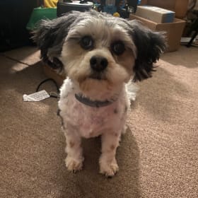 Toby