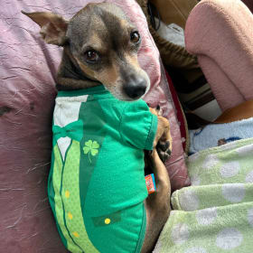Chico
