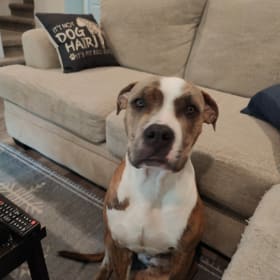 Hazel