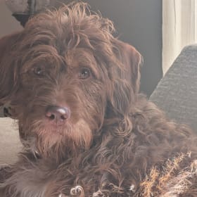 Josie