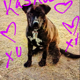 Kasha