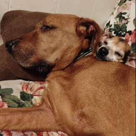 Rebel and Maggie May she is the old lady in the house laying on rebel