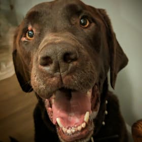 Drogo
