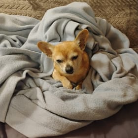 Pancho