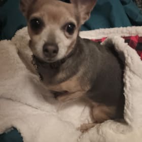 Lady