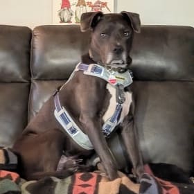 Zues