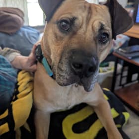Frankie