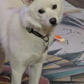 Kiko