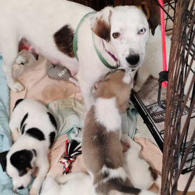 Shelter dog Evie will no longer be forced to produce puppies for greedy breeders
