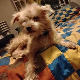Baxter