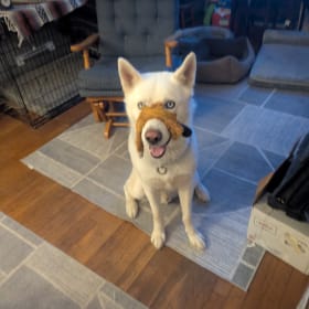 Lobo