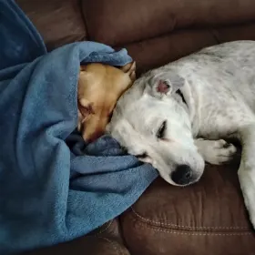 Pepper and gizmo