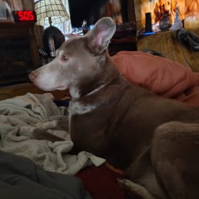 Scout