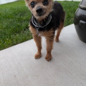 Archie