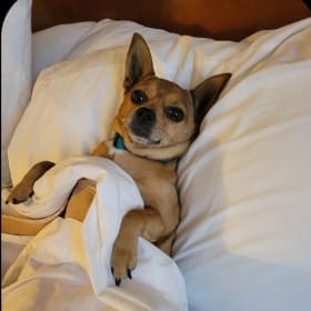 Peanut