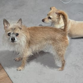 Bohdi and booger