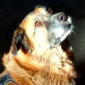 Bearbear