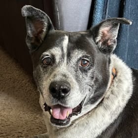 Obi