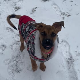 Nova