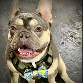 Tito