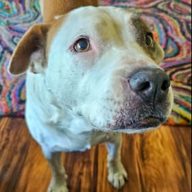 Tyson