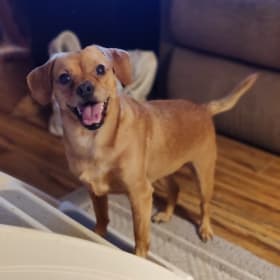 LeeLoo Dallas Multi-Pass