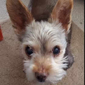 Ziggy
