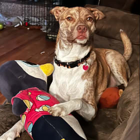 Baxter