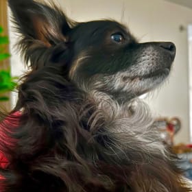 Koda the Chiweenie