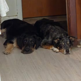 Dug_and_Stevie