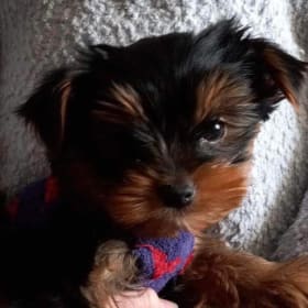 Milo