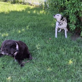 Kitty and Belle