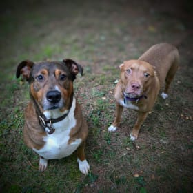 Reggie and Cinnamon
