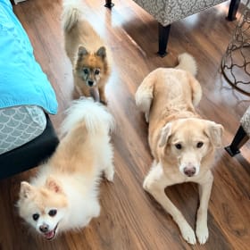 Daisy Zoe Archie