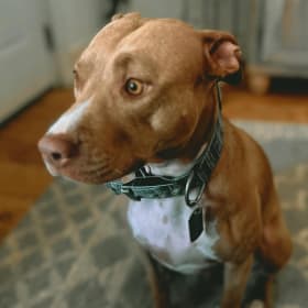 Remi